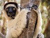 Sifaka malý (2) (Madagaskar, Dreamstime)